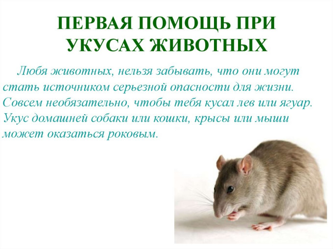 Мышиная лихорадка Мышиная лихорадка.